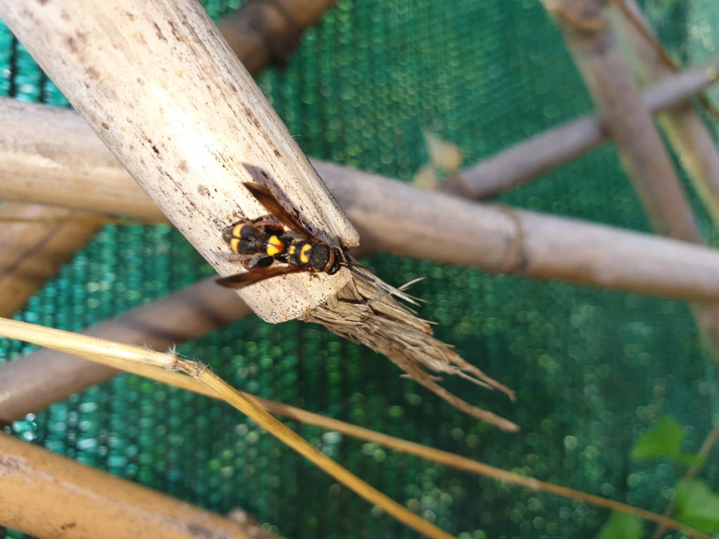 Leucospidae che attenzionano un nido di Isodontia mexicana